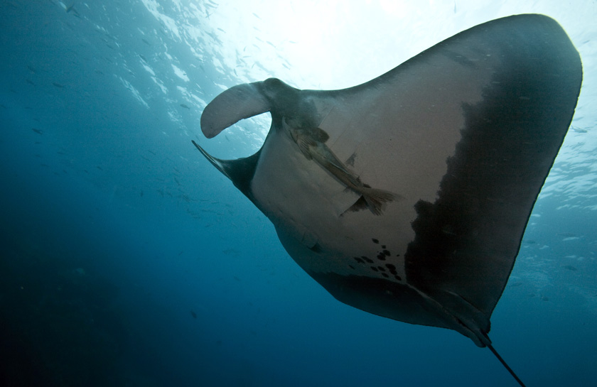 Bat Islands Diving