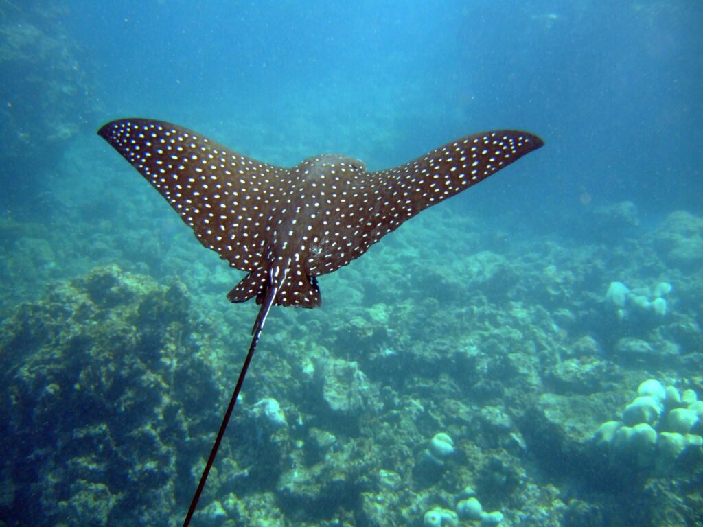 Diving Isla del Coco