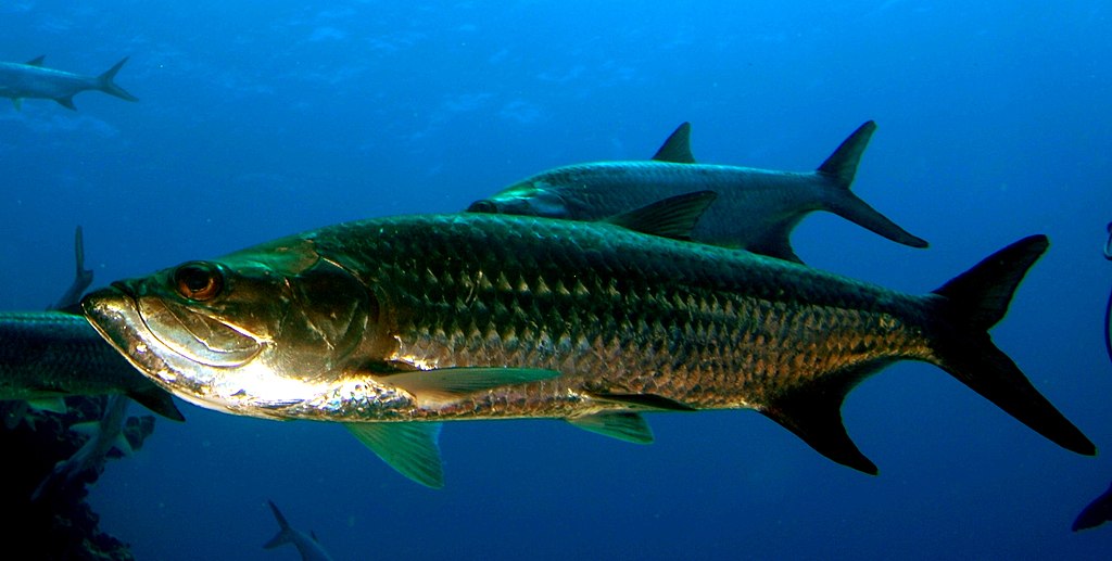 Tarpon Fish